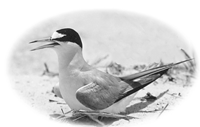 A black and white image of a Least Tern bird sitting on the sand. it is framed in an ovular frame. The bird is mostly white with a black head that almost looks like it has a chin strap. The wing is also darker than the rest of the body. 