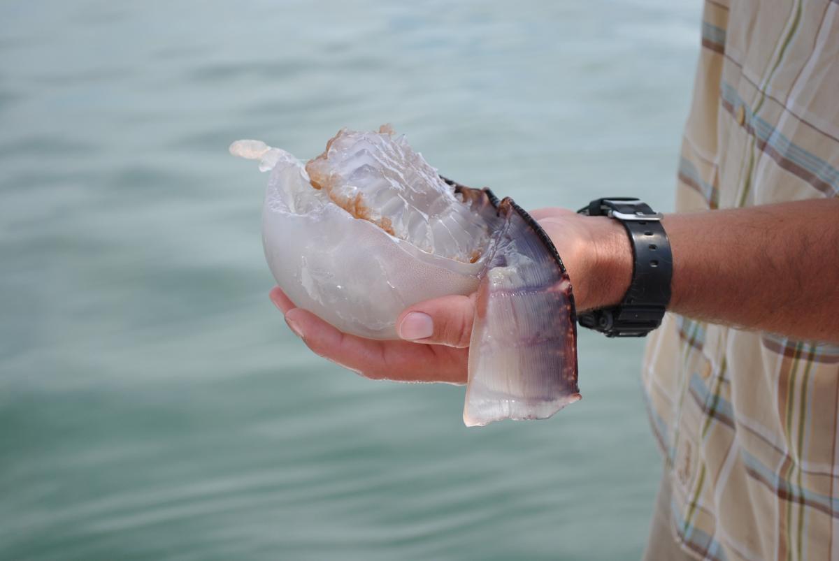St. Augustine Eco Tour Guide holding the box jelly fish.