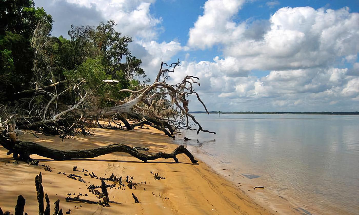 The beach shoreline with branches growing over the sand