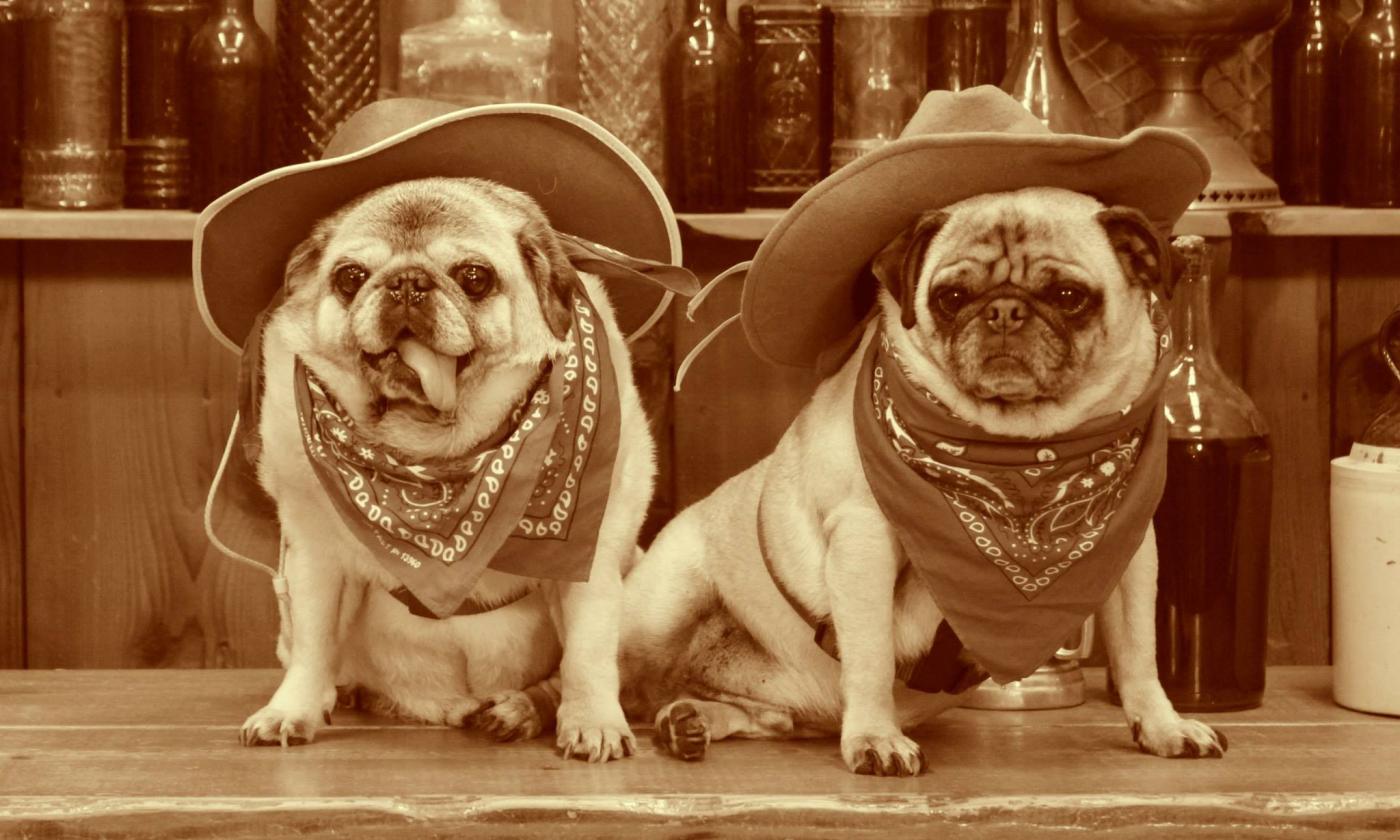Pugs dressed as cowboys for a photoshoot