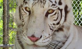 A close-up photo of a white tiger at a wild animal reserve