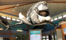 The GTM Visitor Center has models of a whale and other denizens of the Atlantic Ocean
