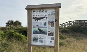 An informative sign about the North Atlantic right whale