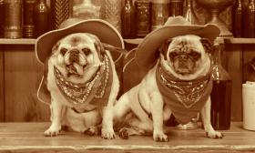 Pugs dressed as cowboys for a photoshoot