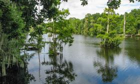 The view of the cypresses on the lake at Beluthahatchee Park