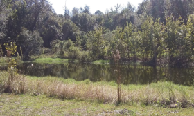 The pond surrounded by vegetation onsite