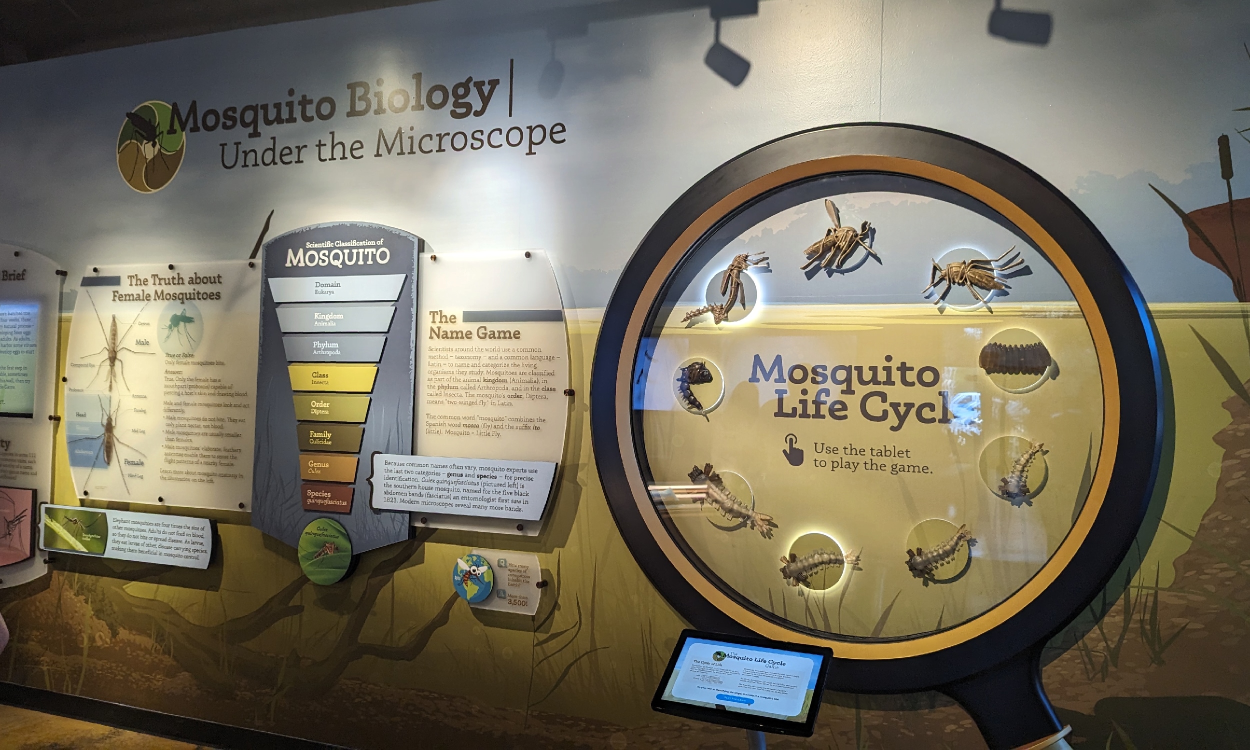 The life-cycle of a mosquito is taught using this interactive wall exhibit