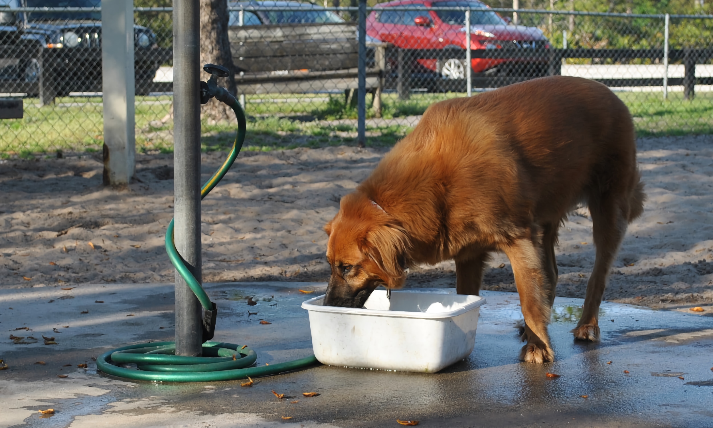 Brown dog drinking from bowl at a dog park.