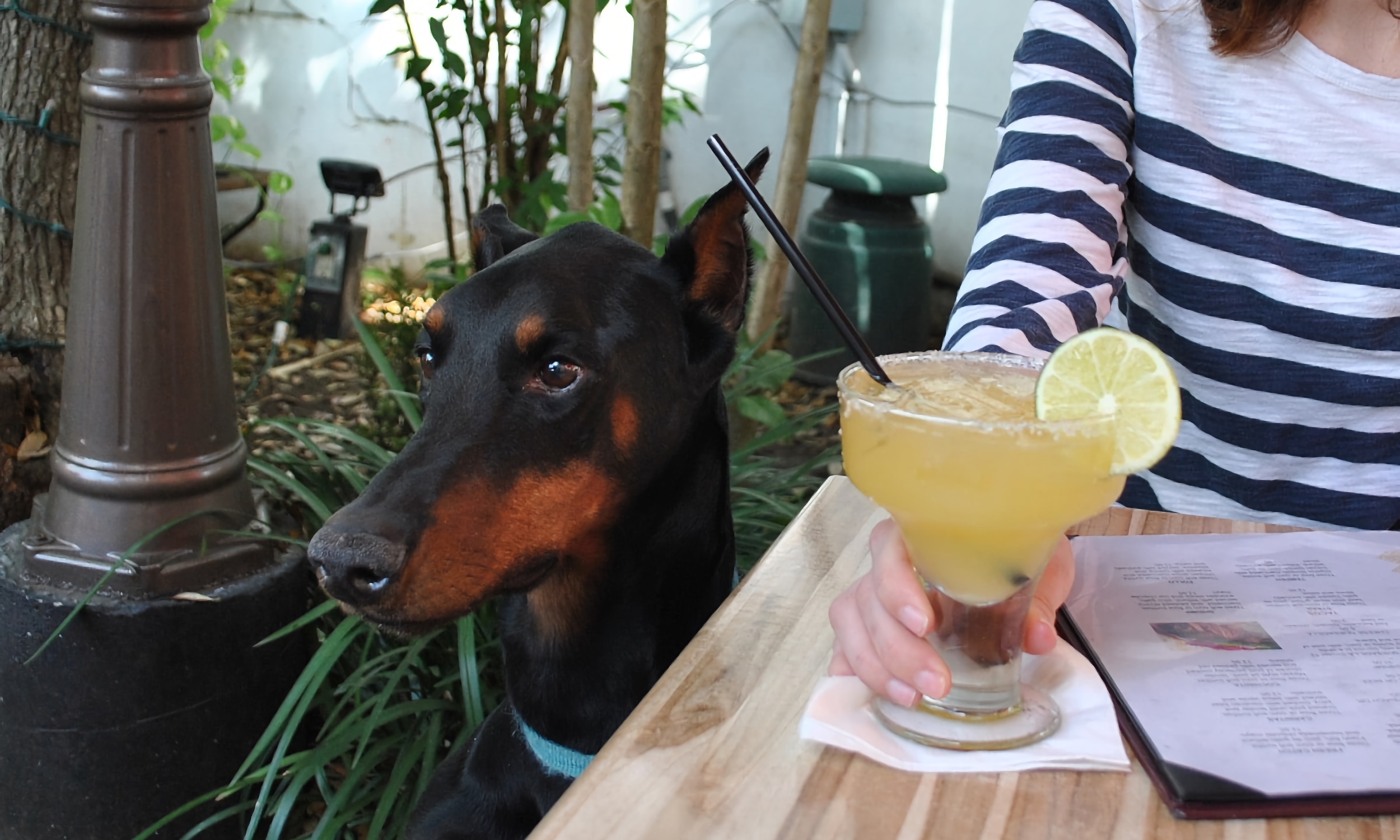 Doberman siting next to a table with a cocktail on it. 