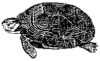 A black and white illustration of a gopher tortoise, which is frequently seen in St. Augustine, Florida. It has a patterned shel and a broad head with sharp claws that are good for digging.