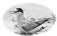 A black and white image of a Least Tern bird sitting on the sand. it is framed in an ovular frame. The bird is mostly white with a black head that almost looks like it has a chin strap. The wing is also darker than the rest of the body.