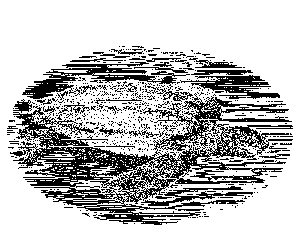 A black and white line drawing of a sea turtle. The image is extremely pixelated so only the suggestion of a turtle in the water is visible.