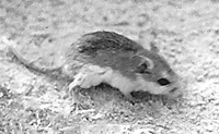 A black and white photo of an Anastasia Beach Mouse on a sandy ground. It is a furry little creature with a pale underside (belly and jaw) and a darker back and head. It has a large black eye and large ears.