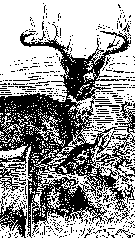 A black and white pixelated illustration of a two whitetail deer. A buck stands above a doe, which is lounging in the grass. 