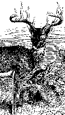 A black and white pixelated illustration of a two whitetail deer. A buck stands above a doe, which is lounging in the grass.
