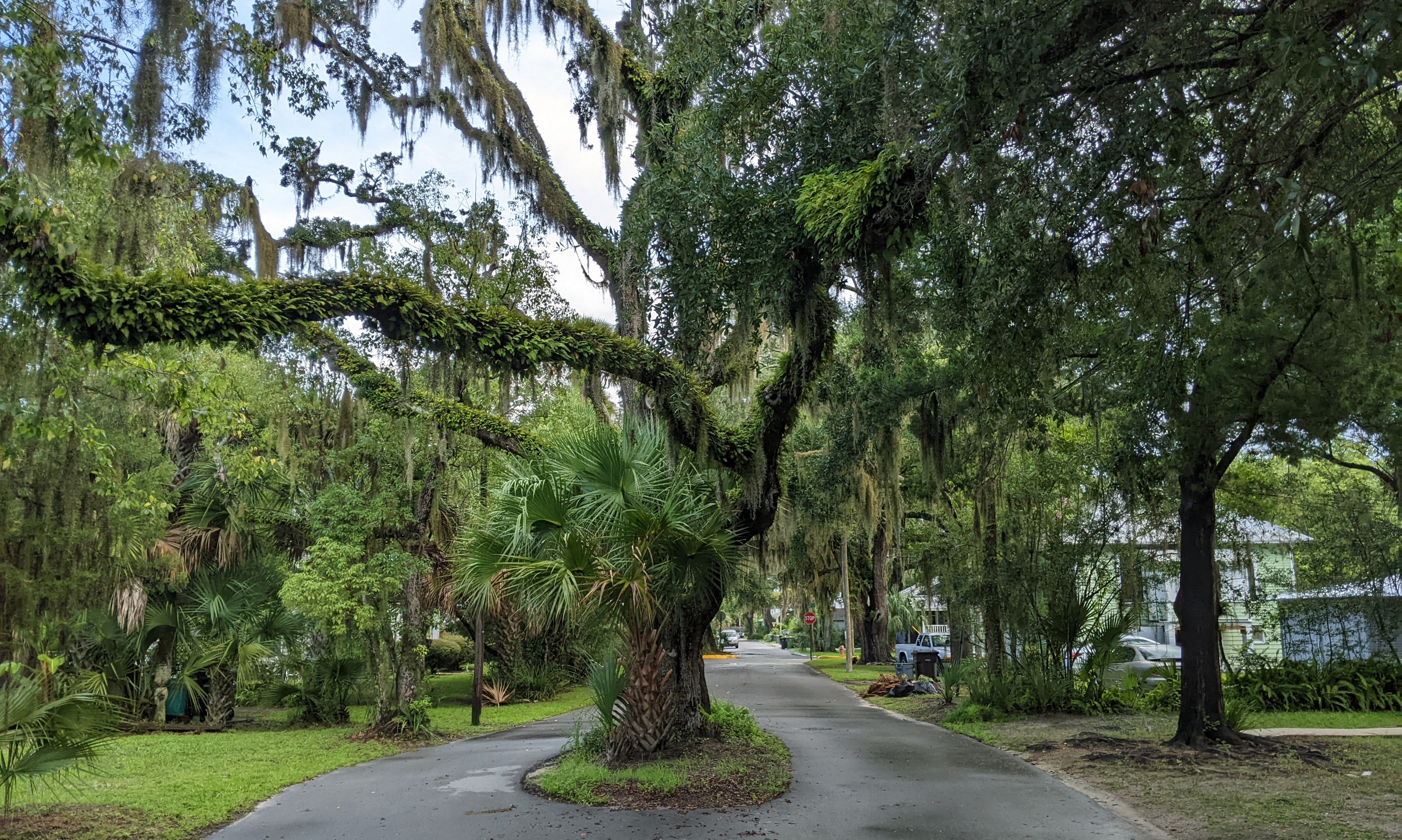 An Oak tree in the middle of a residential street in the Lincolnville district.