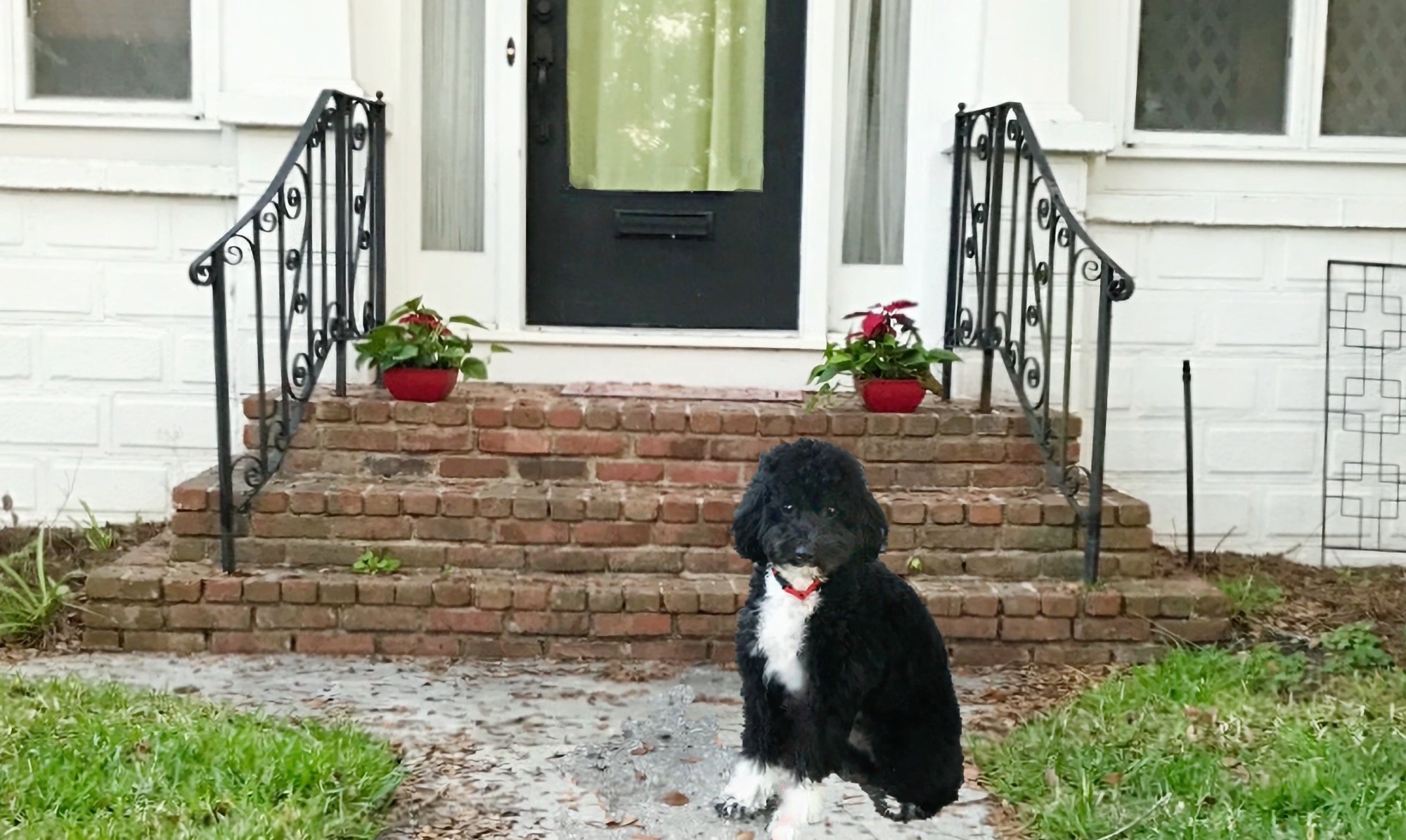 A black dog with white chest and paws sits in front of a White House with a brick steps