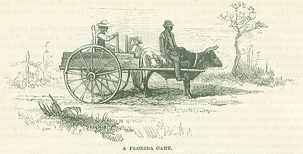A black and white illustration of two people in a ox-drawn cart. Two large wheels on either side of a rectangular chamber pulled by an ox on a harness. A black man sits on top of the ox. The figure of an old man in a hat with a can sits in the back. Landscape of Florida shrubs.