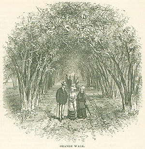 A black and white print of an orange grove in St. Augustine, Florida. Within a parallel tunnel of trees, a few people in 1800s dressess and suits stroll, umbrellas in hand and hats on head.