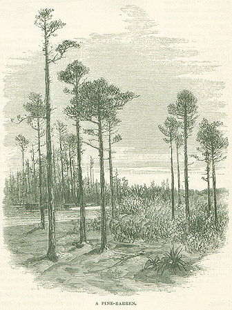 A black and white illustration of a Florida pine barren landscape. The trees are tall and thin. A river flows in the background. Spanish bayonet and shrubbery on the ground.