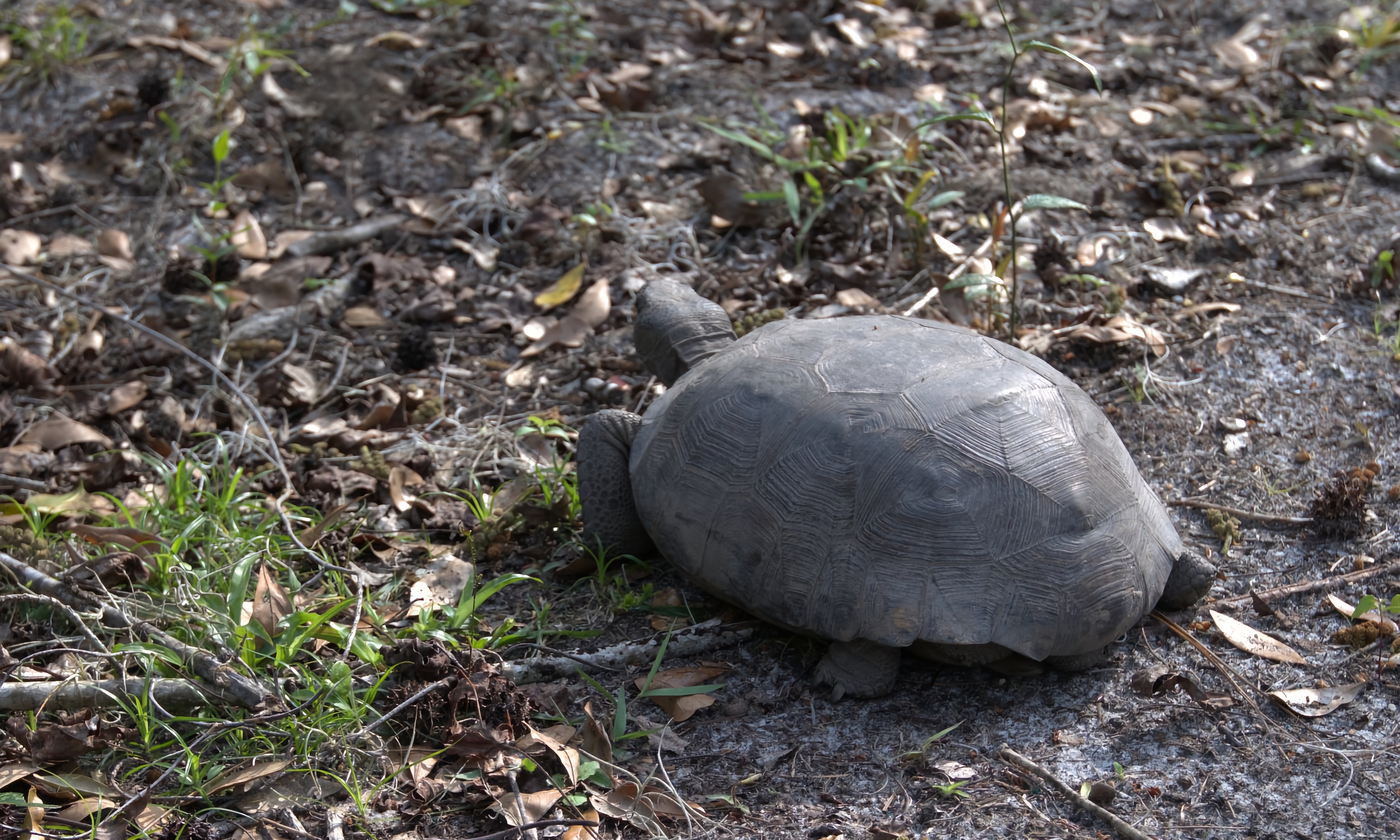 A gopher tortoise wanders the trail on the nature preserve in Hastings
