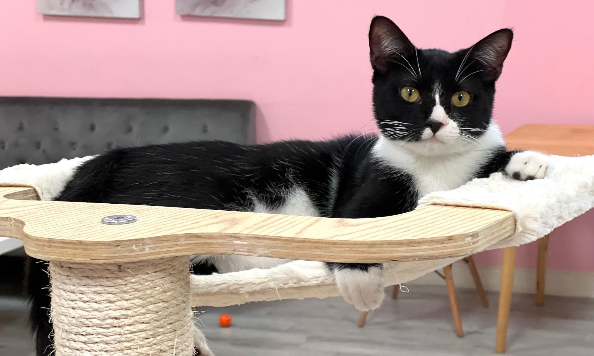 A black and white cat sitting on a cat tree