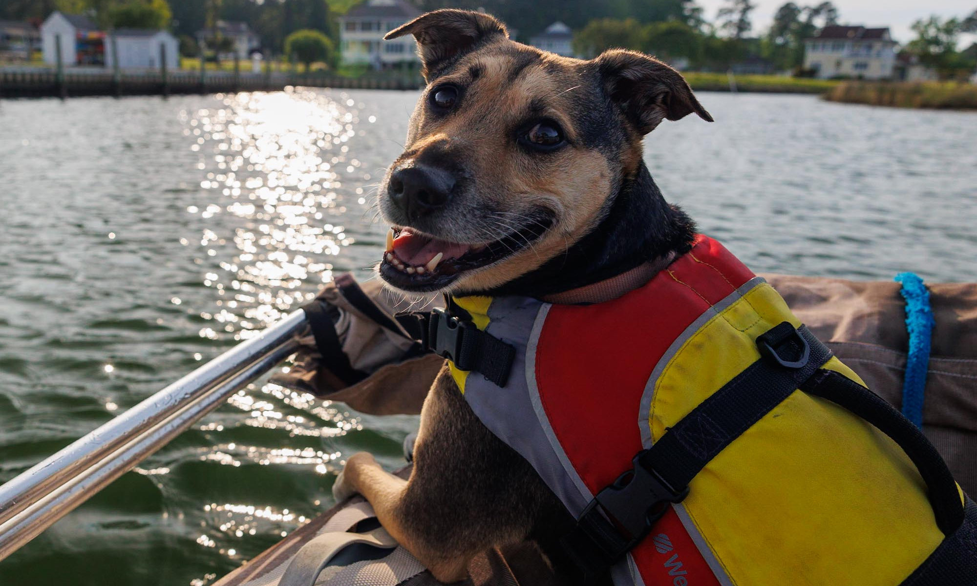 A dog in a life jacket on a boat on the water