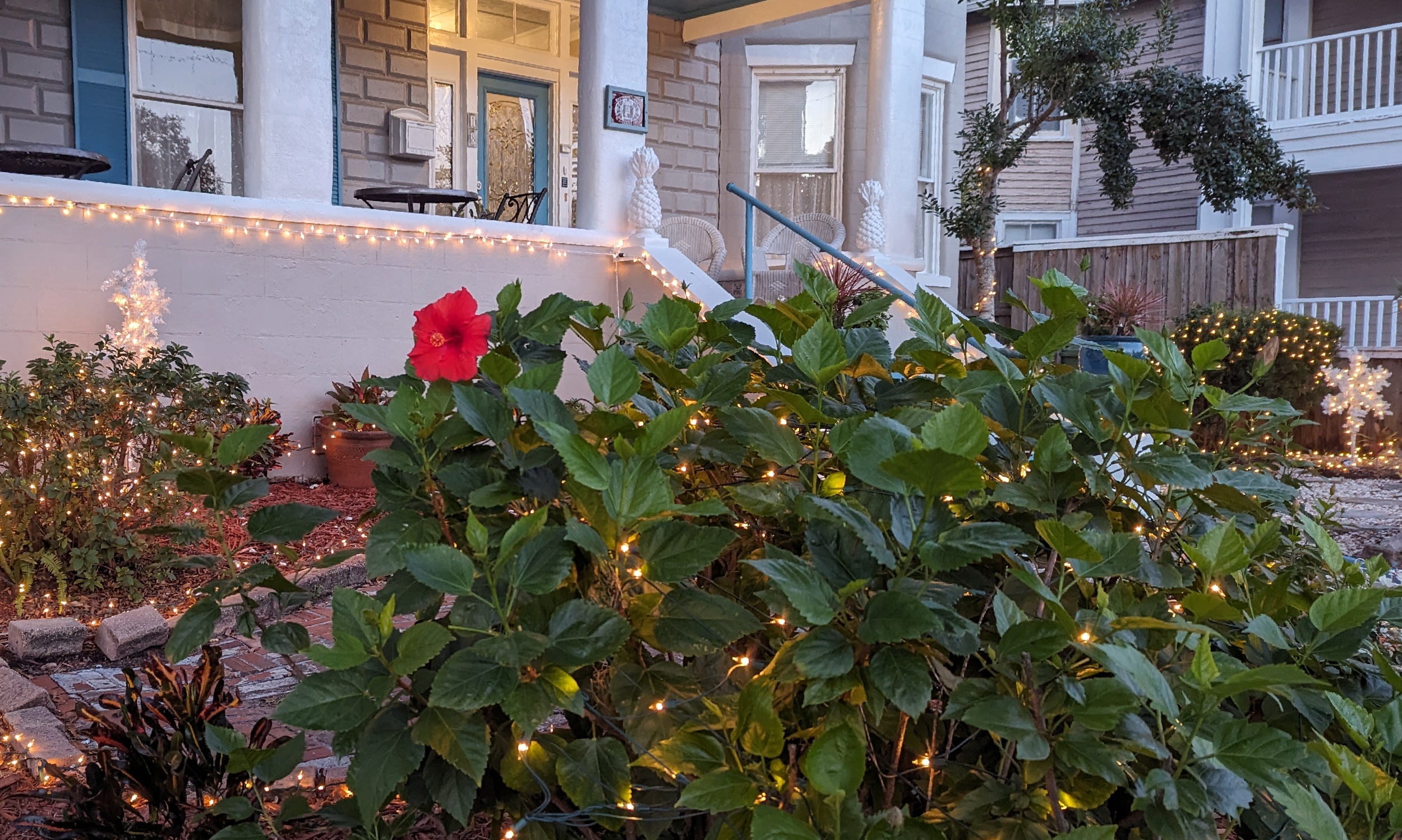 A live hibiscus adds to the lights at this bed and breakfast decorated for the Nights of Lights