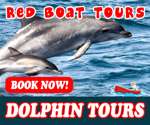 Dolphin Tours at Red Boat Tours