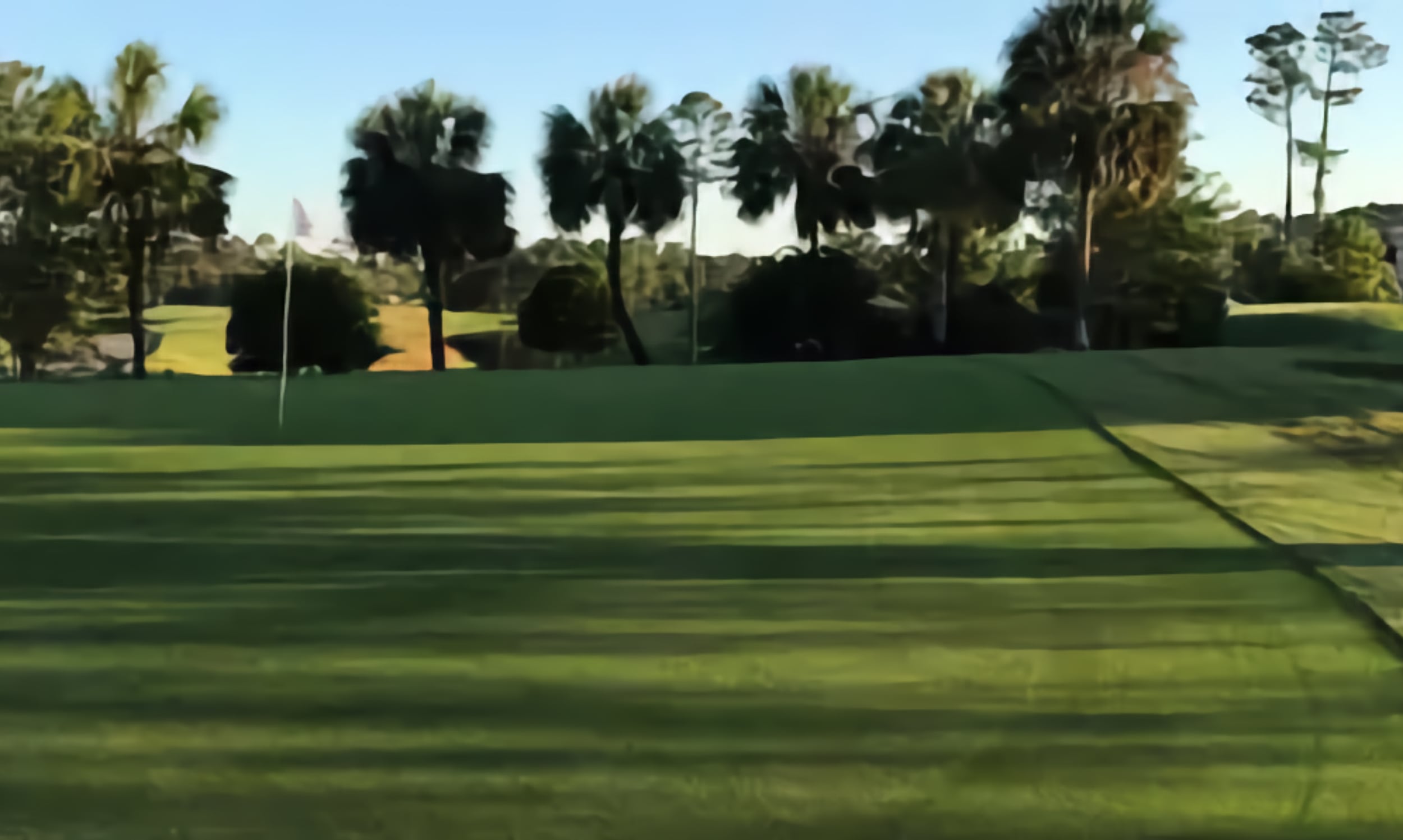 Lush green of Royal St. Augustine with the flagstick in view, surrounded by silhouetted palm trees in the early evening light