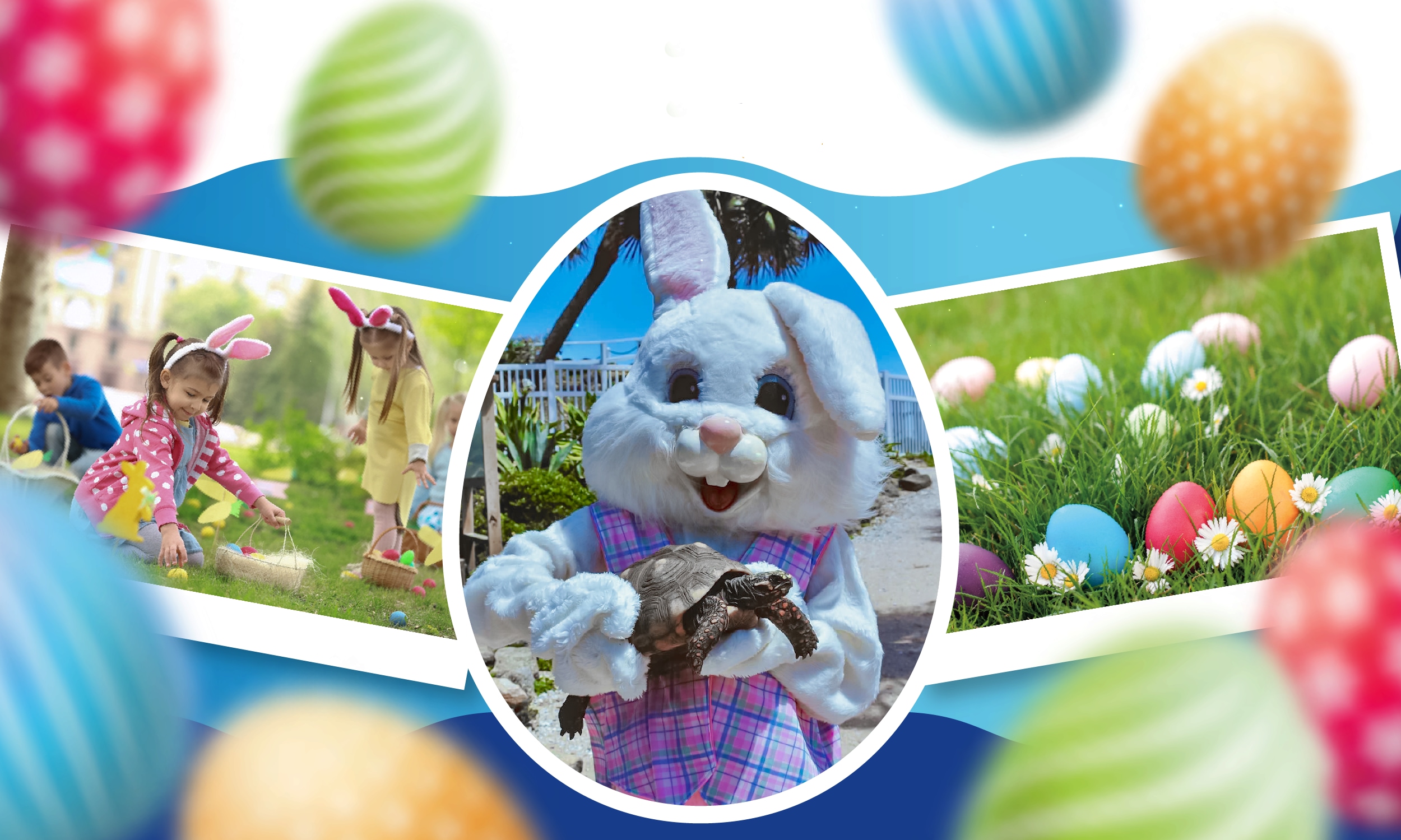 A collage of children hunting for eggs and an Easter rabbit hold a live tortoise