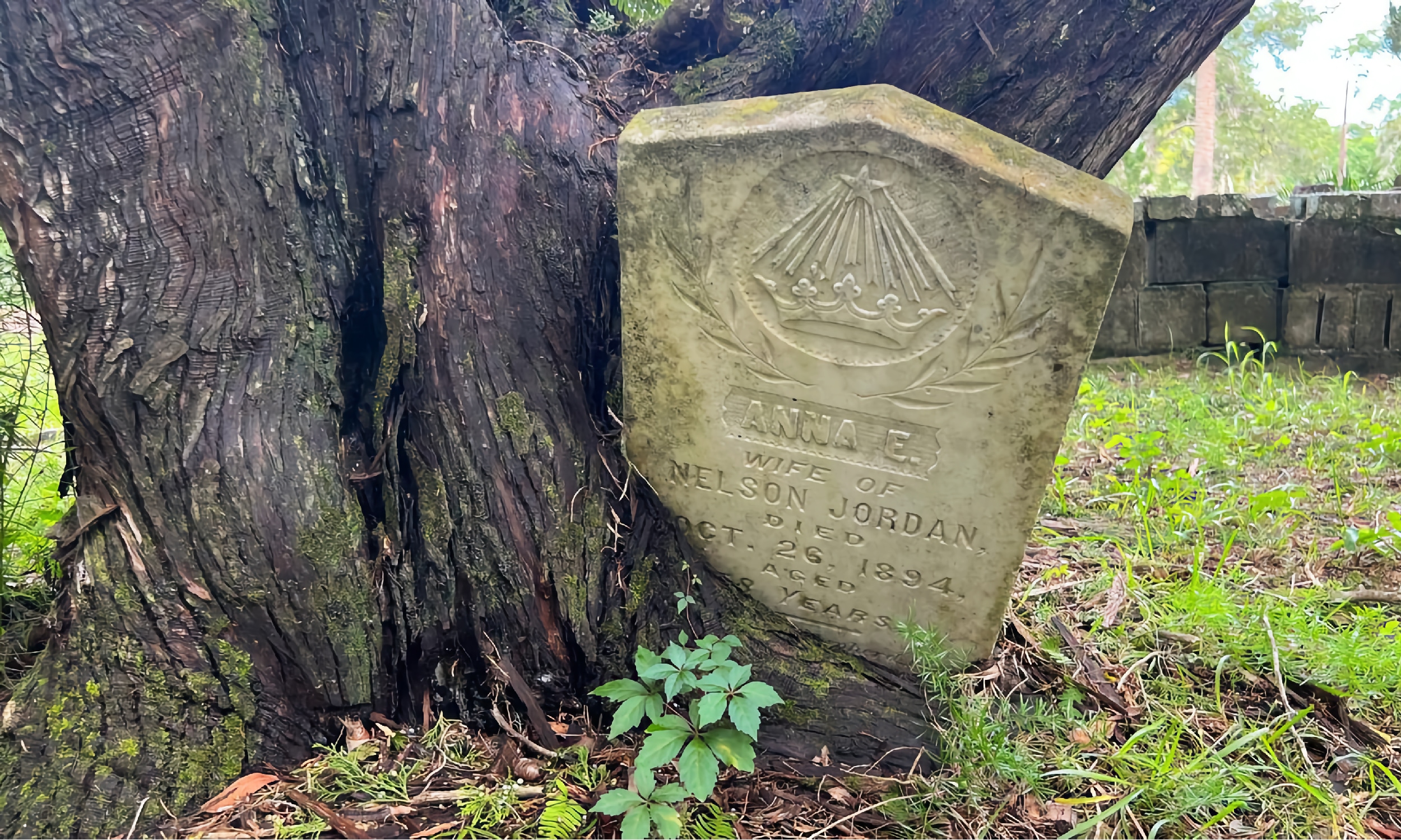 A gravestone from the late 1800s, that has been encased in a tree's root