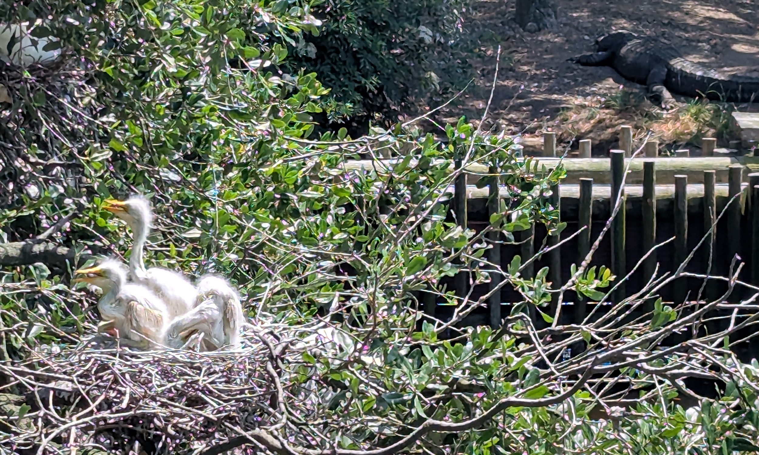 Fledgeling snowy egrets in a nest with an alligator in the background