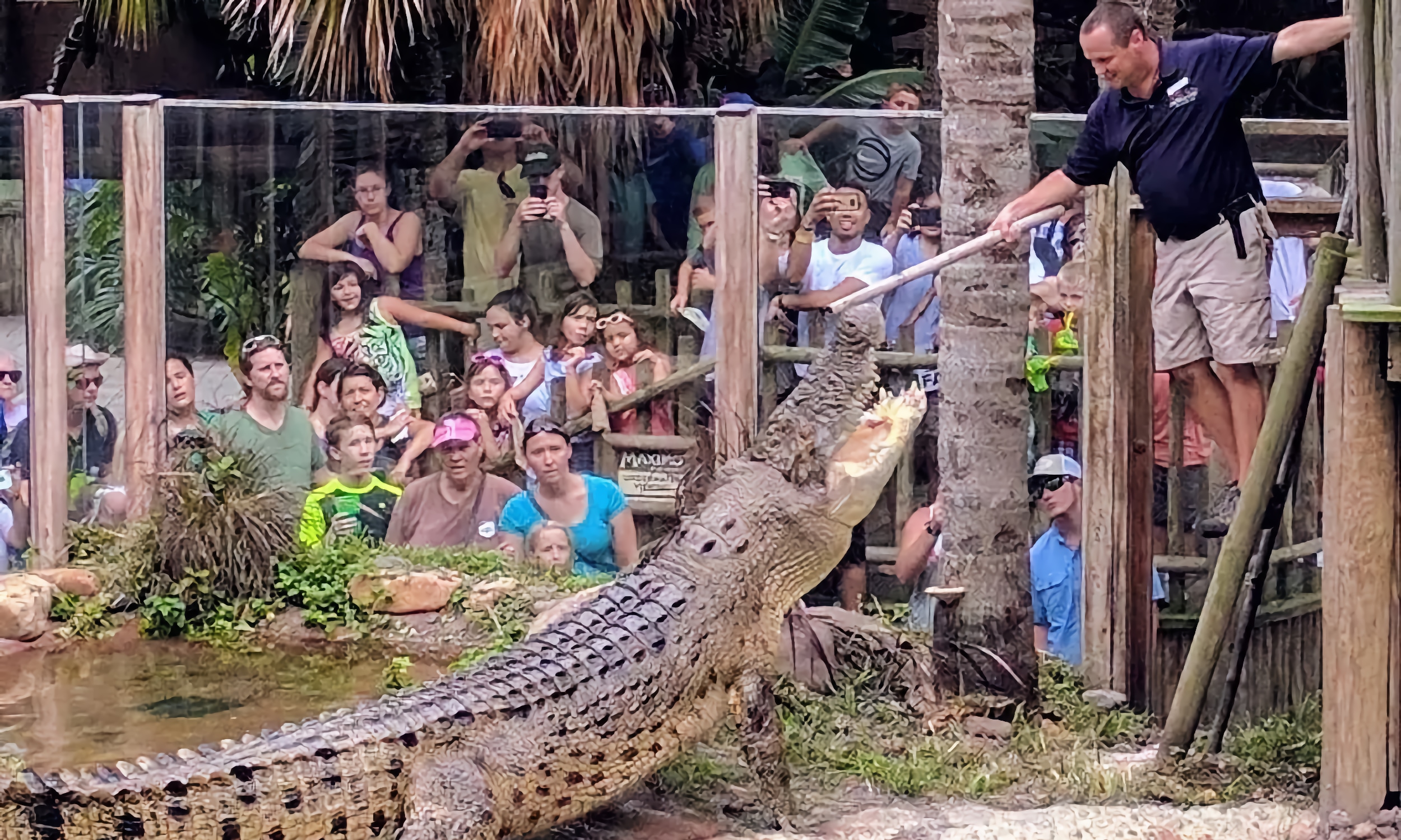 A zookeeper, feeds Maximo the crocodile at the Alligator Farm