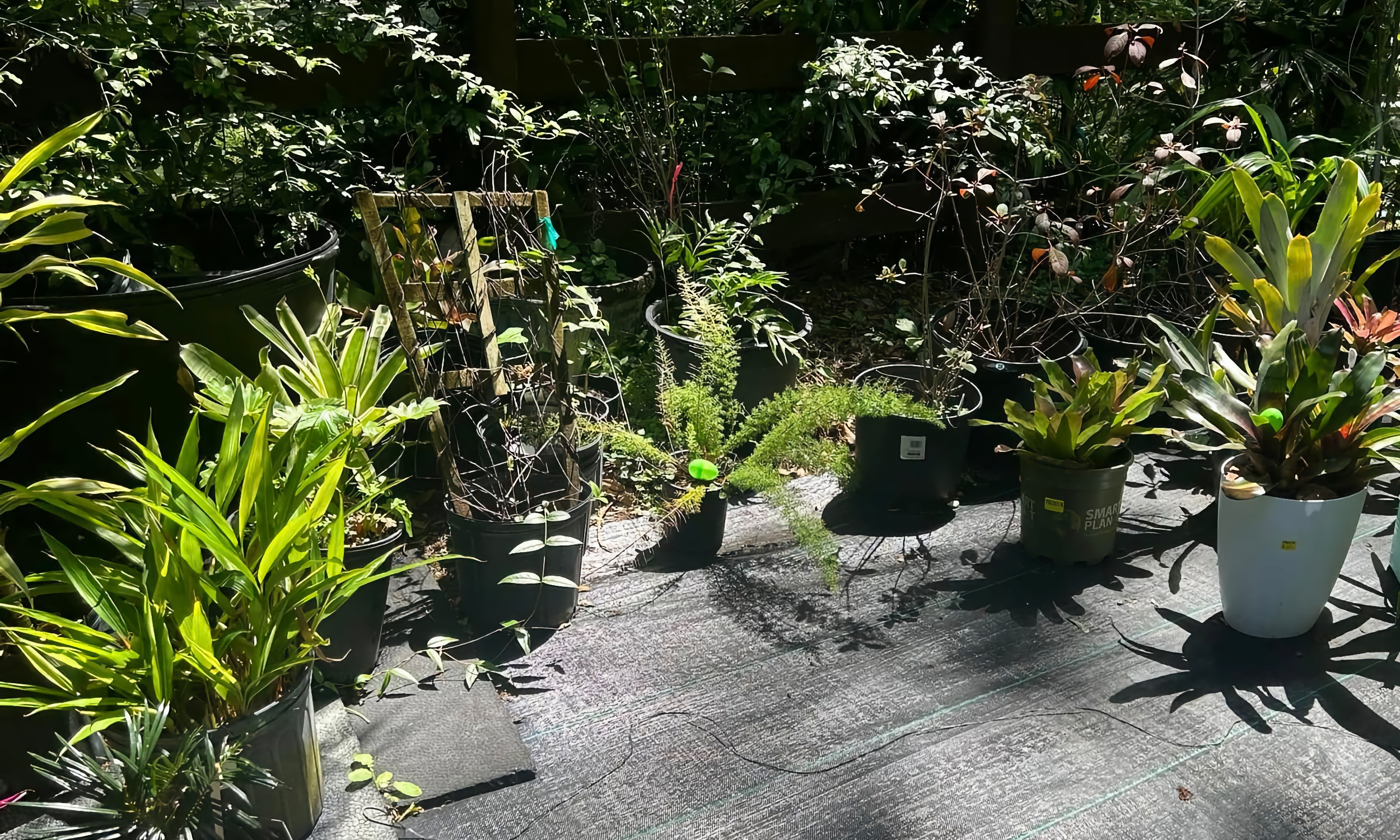 Plants in pots for sale at the SJBotanical Garden 