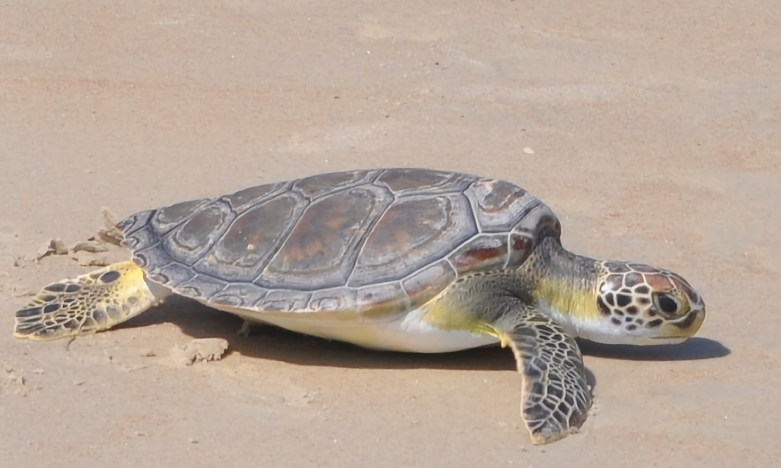 A sea turtle on a beach in St. Augustine