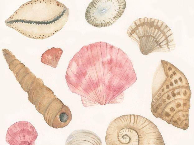 A watercolor painting of several different kind of seashells
