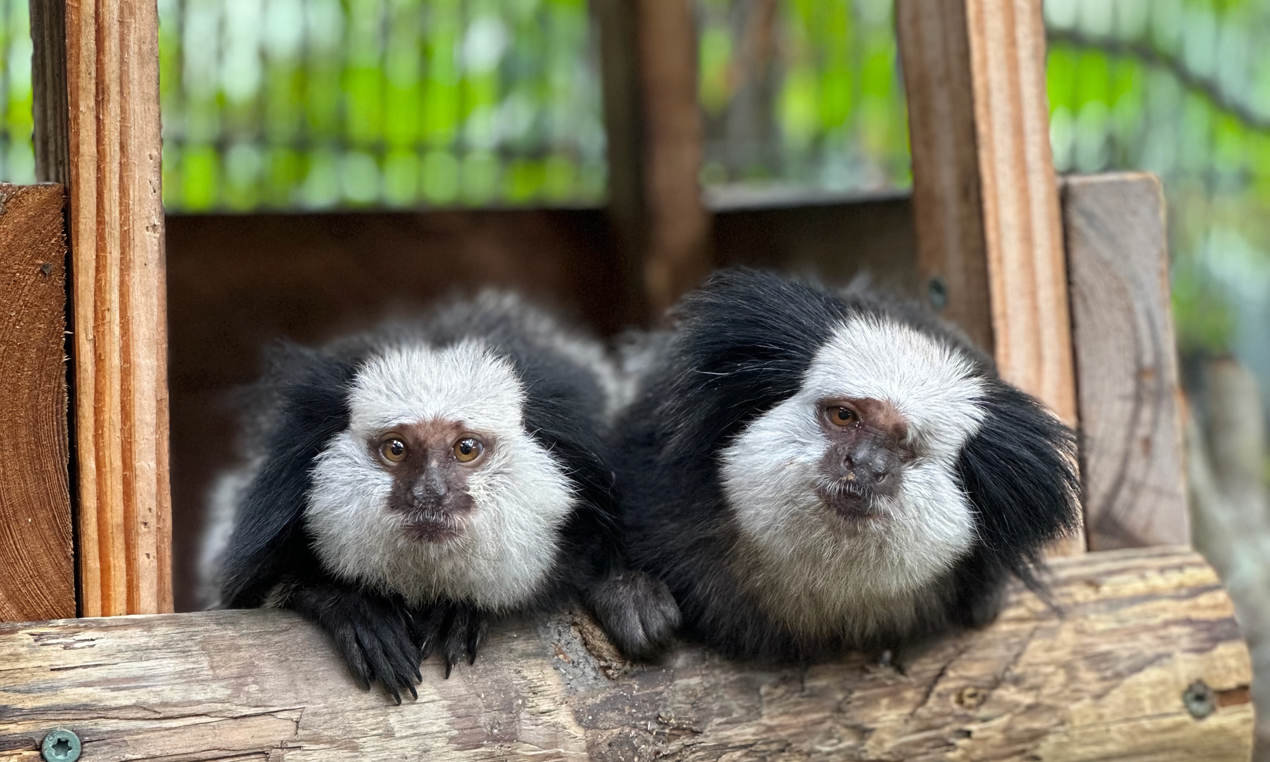 Lochte and Hermioine, a pair of Geoffroy Marmosets, in their enclosure at the Alligator Farm