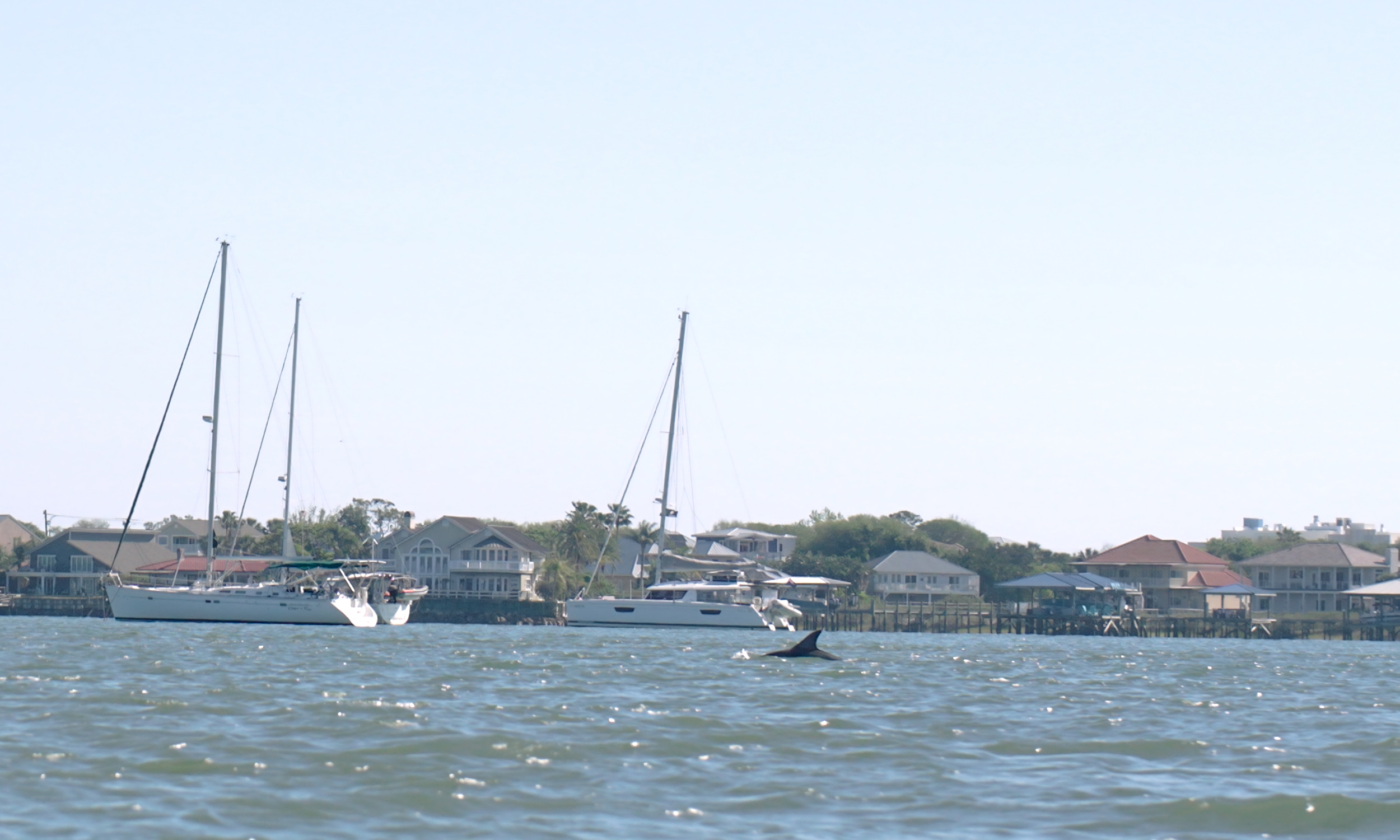 A dolphin surfacing near the mooring field off St. Augustine