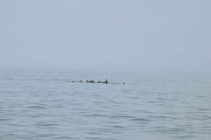 A family of dolphins that we saw swimming out into the ocean.
