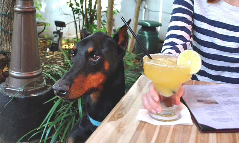 Image result for dog friendly restaurants miami