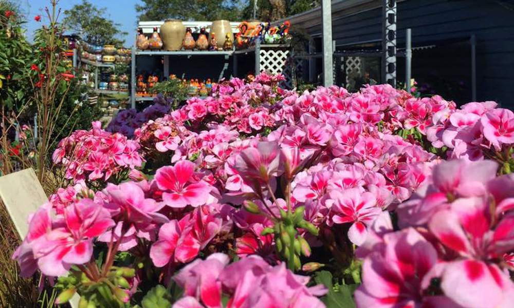 Leonardi's Nursery Visit St Augustine