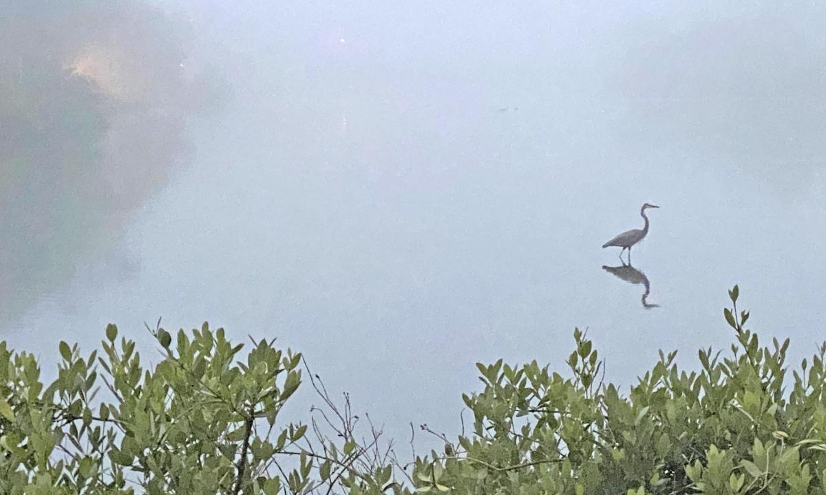 A wading bird in a marsh in St. Augustine, Florida, its reflection mingling with that of the clouds on the calm surface of the water.