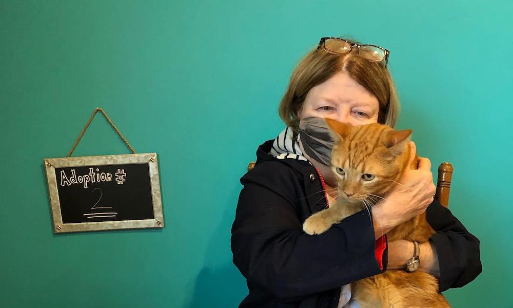 Witty Whisker Cat Cafe Visit St Augustine Witty Whisker Cat Cafe Visit St Augustine