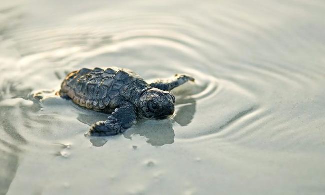 Baby Sea Turtle