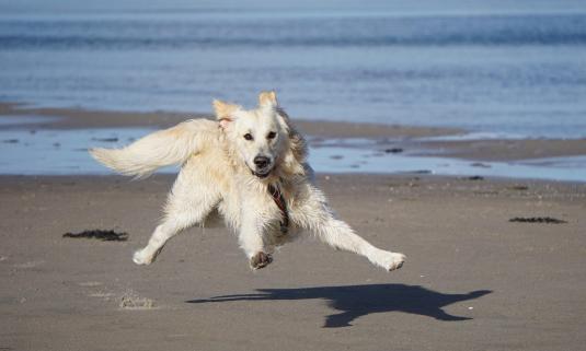 Golden Retriever mix in the air with joy on a sandy beach