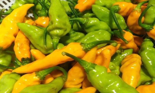 Datil peppers in St. Augustine