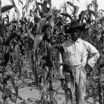 B&W, an African American sharecropping man stands amongst corn stalks.