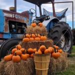 Wesley Wells Farms displays pumpkins
