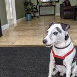 Rossi sitting in the doorway of the pet-friendly Quality Inn Historic Downtown in St. Augustine